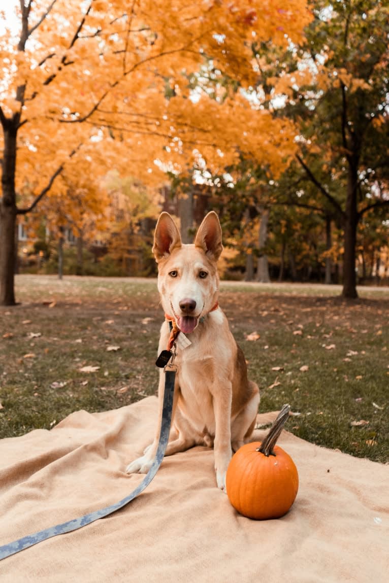 Aalo, a German Shepherd Dog and Siberian Husky mix tested with EmbarkVet.com