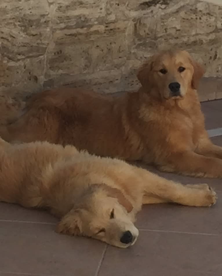 LIBERTY HENNA LISKA, a Golden Retriever tested with EmbarkVet.com