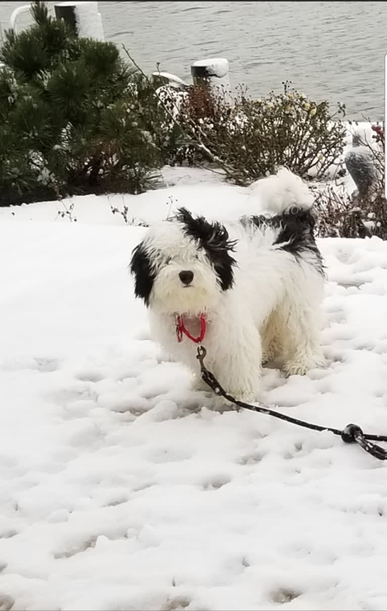 Bear, a Bernedoodle tested with EmbarkVet.com