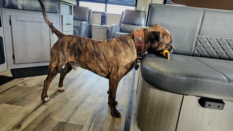Loki, an American Pit Bull Terrier (4.7% unresolved) tested with EmbarkVet.com