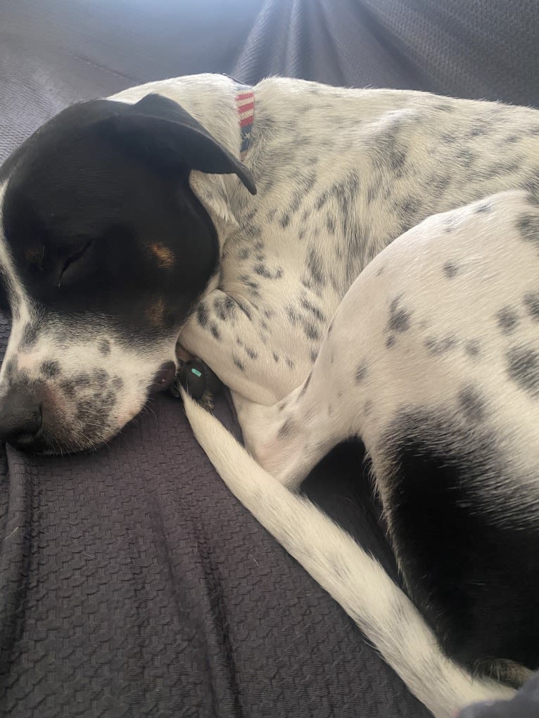 Pongo, an American Pit Bull Terrier and Australian Cattle Dog mix tested with EmbarkVet.com