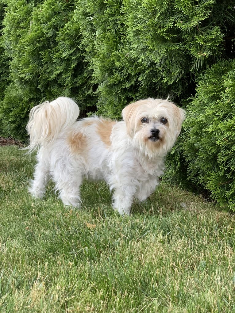 Lucy, a Yorkshire Terrier and Pomeranian mix tested with EmbarkVet.com