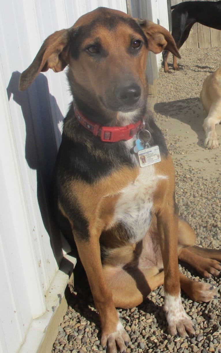 Chara, a Black and Tan Coonhound and Border Collie mix tested with EmbarkVet.com