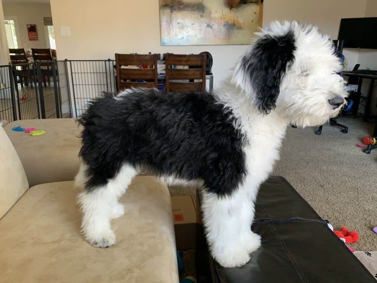 Jasper, a Sheepadoodle tested with EmbarkVet.com