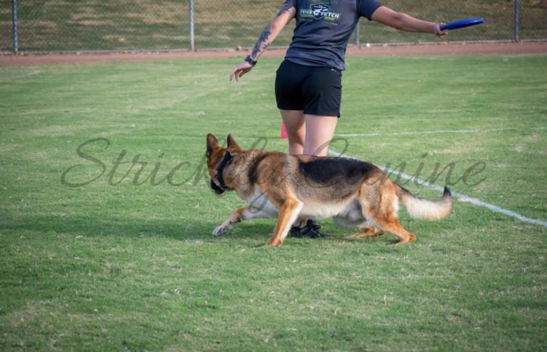 Jonas, a German Shepherd Dog tested with EmbarkVet.com