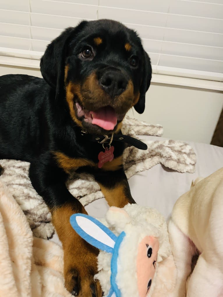 Chompy, a Rottweiler tested with EmbarkVet.com