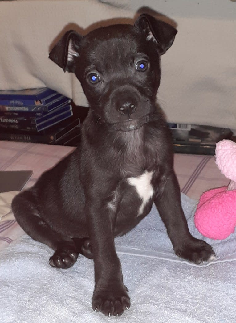 Kino, an American Pit Bull Terrier and Labrador Retriever mix tested with EmbarkVet.com