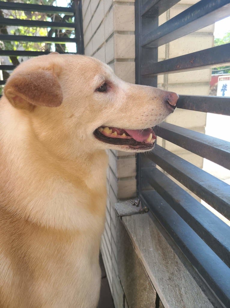 Mantou, a Shiba Inu and Labrador Retriever mix tested with EmbarkVet.com