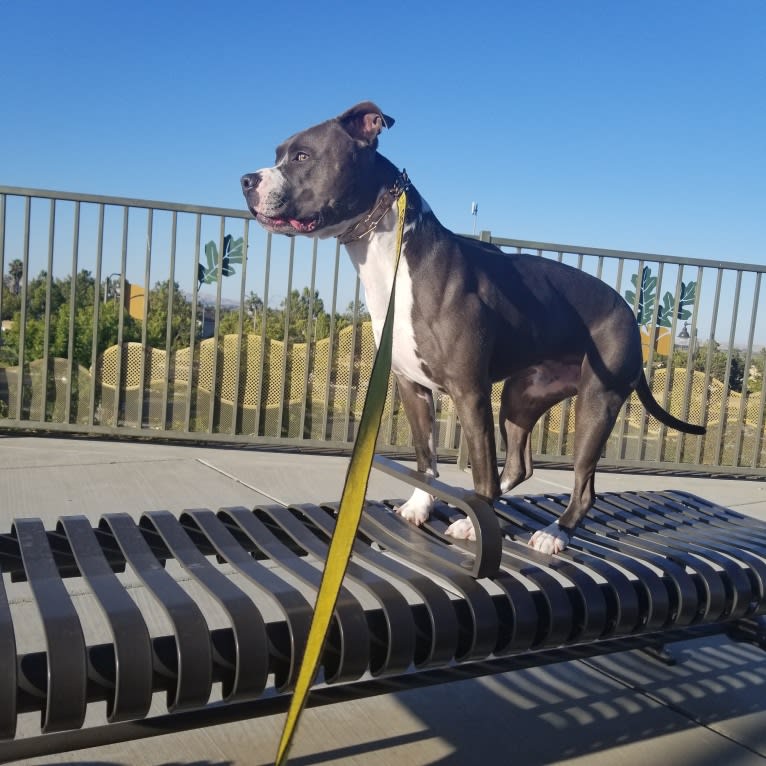 MaSiWei, an American Bully tested with EmbarkVet.com