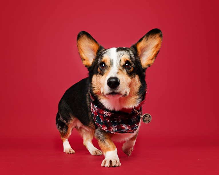 Izuku "Deku" Midoriya, a Pembroke Welsh Corgi tested with EmbarkVet.com