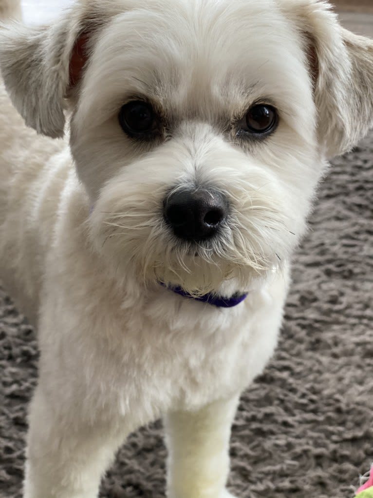 Louis Jay, a Pomeranian and Yorkshire Terrier mix tested with EmbarkVet.com