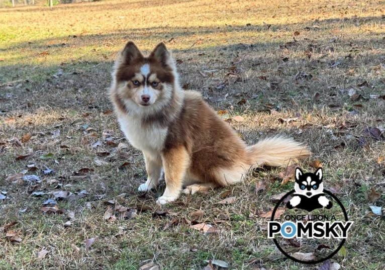 Once Upon a Rosalie, a Pomsky tested with EmbarkVet.com