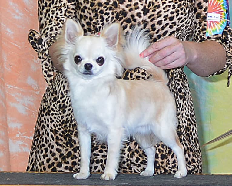 Necco, a Chihuahua tested with EmbarkVet.com