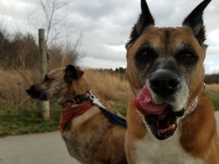 Vadar, a Boxer and Australian Shepherd mix tested with EmbarkVet.com