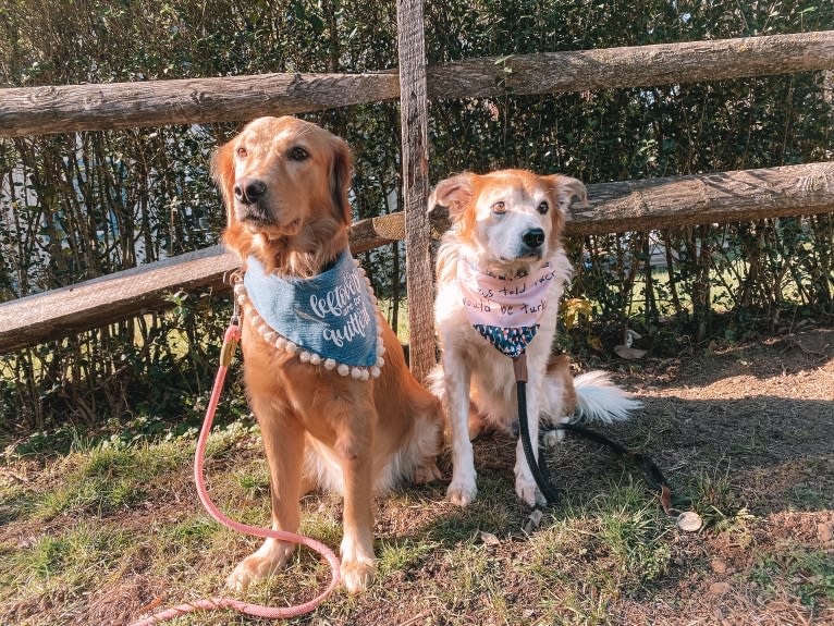 Marley, a Golden Retriever tested with EmbarkVet.com