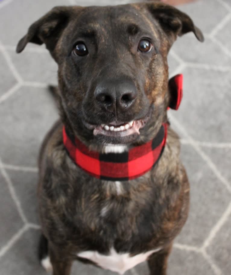 Roxie D, a Boxer and German Shepherd Dog mix tested with EmbarkVet.com