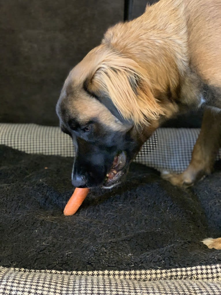 Diego, a Mastiff and German Shepherd Dog mix tested with EmbarkVet.com