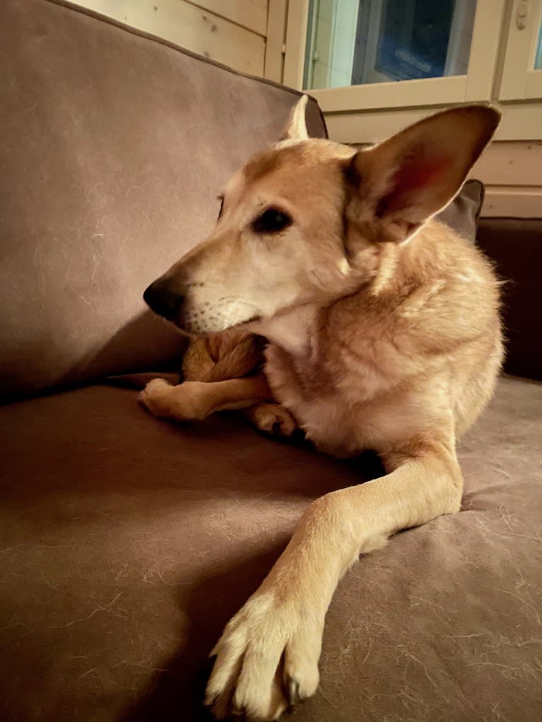 Tori, a Central Asian Village Dog tested with EmbarkVet.com