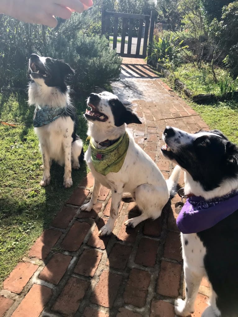 Gypsy, a Border Collie tested with EmbarkVet.com