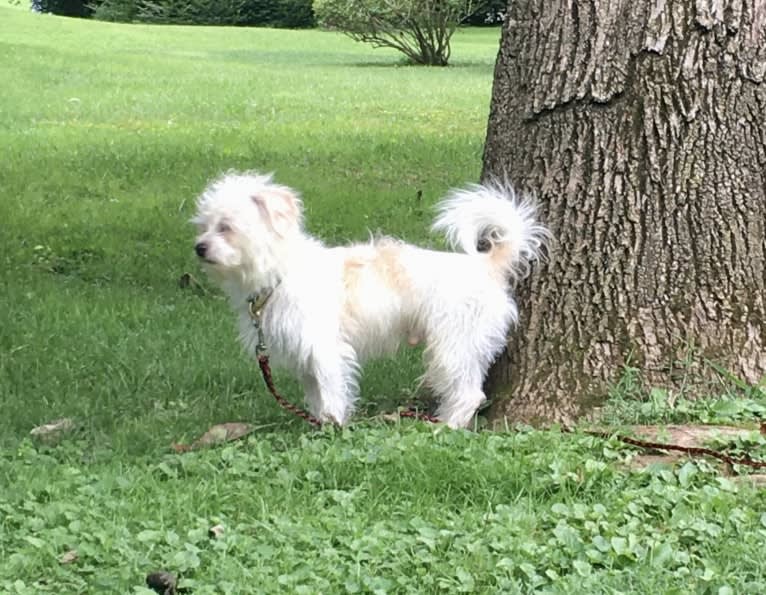 Louie, a Shih Tzu and Lhasa Apso mix tested with EmbarkVet.com