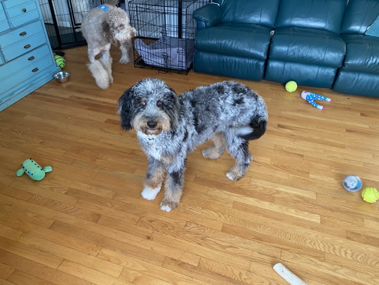 Kit Kat, an Aussiedoodle tested with EmbarkVet.com