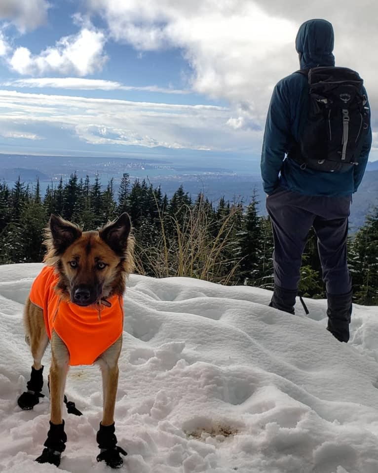 Lucy, a Formosan Mountain Dog tested with EmbarkVet.com