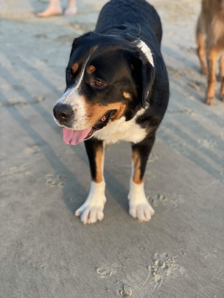 River, a Greater Swiss Mountain Dog tested with EmbarkVet.com