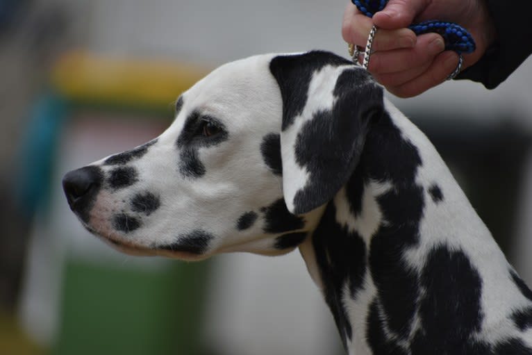 Kenzie, a Dalmatian tested with EmbarkVet.com
