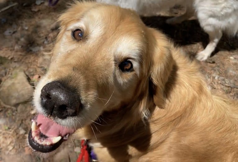 Timber “Gross Manor’s I’ll Be The One You Won’t Forget”, a Golden Retriever tested with EmbarkVet.com