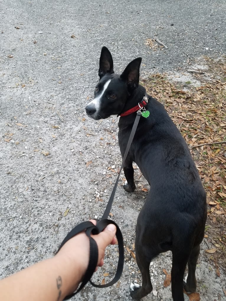 Kylo, a German Shepherd Dog and American Pit Bull Terrier mix tested with EmbarkVet.com