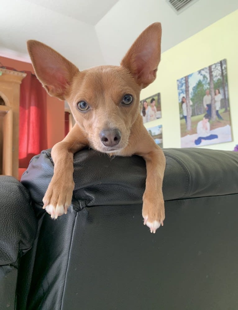 Westin, a Chihuahua and Rat Terrier mix tested with EmbarkVet.com