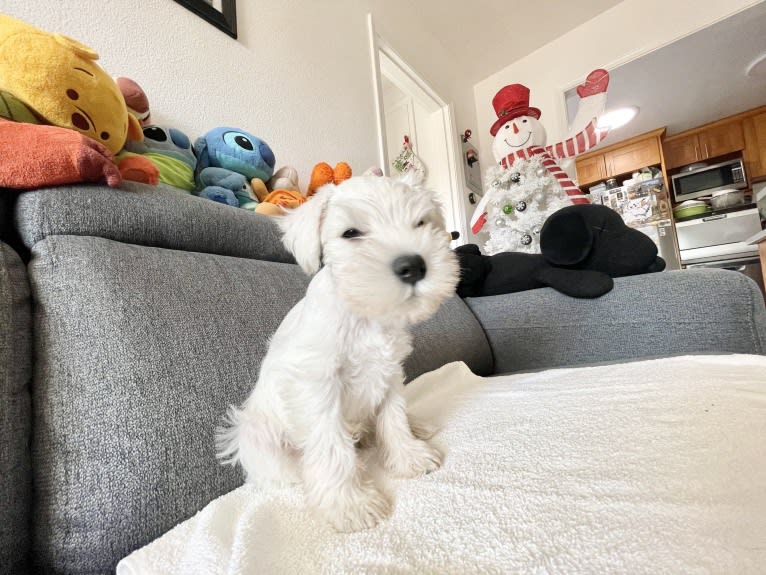 Teddy, a Miniature Schnauzer tested with EmbarkVet.com