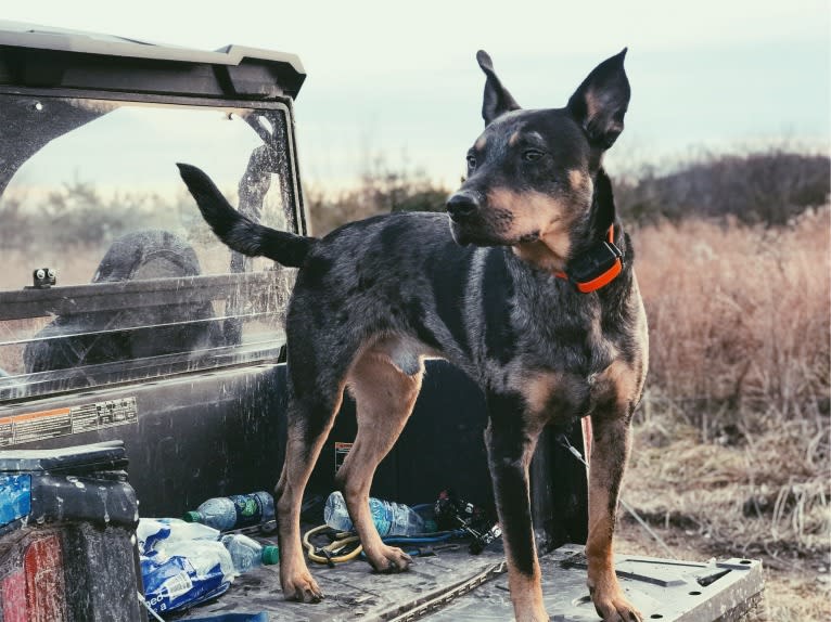 Rhett, a Catahoula Leopard Dog and Siberian Husky mix tested with EmbarkVet.com