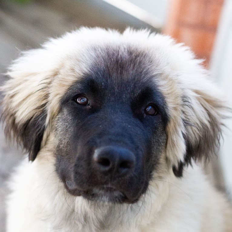 Franklyn, an Anatolian Shepherd Dog and Great Pyrenees mix tested with EmbarkVet.com