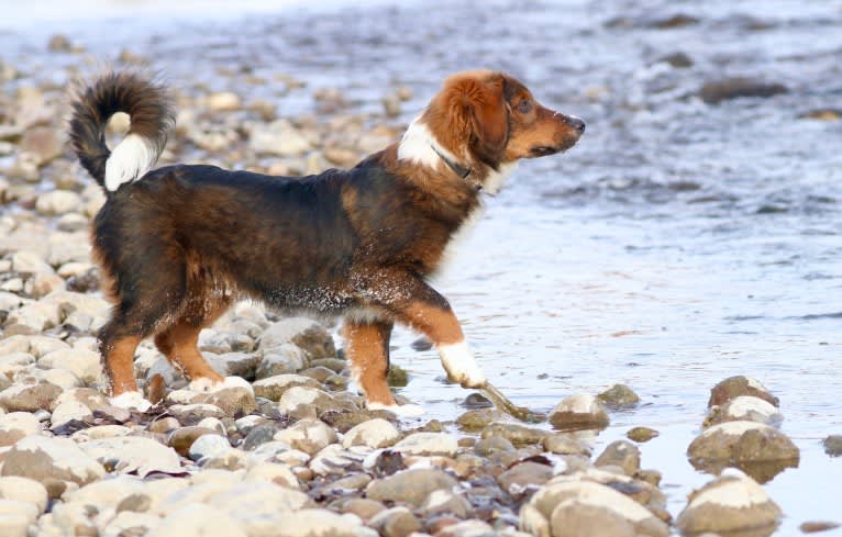 Burley, an English Shepherd tested with EmbarkVet.com