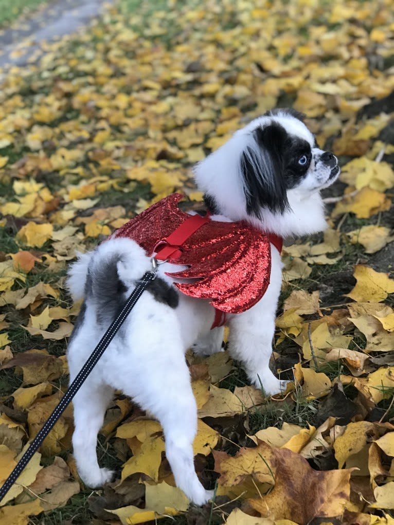 Poe, a Pekingese and Pomeranian mix tested with EmbarkVet.com