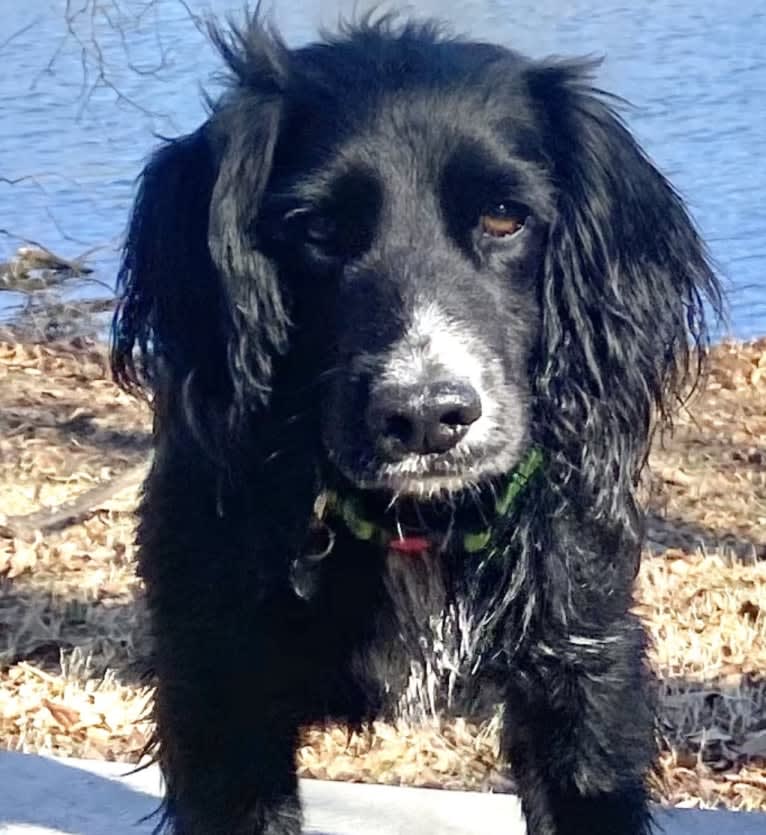 Ringo Pemoni, an English Cocker Spaniel (Working Type) tested with EmbarkVet.com