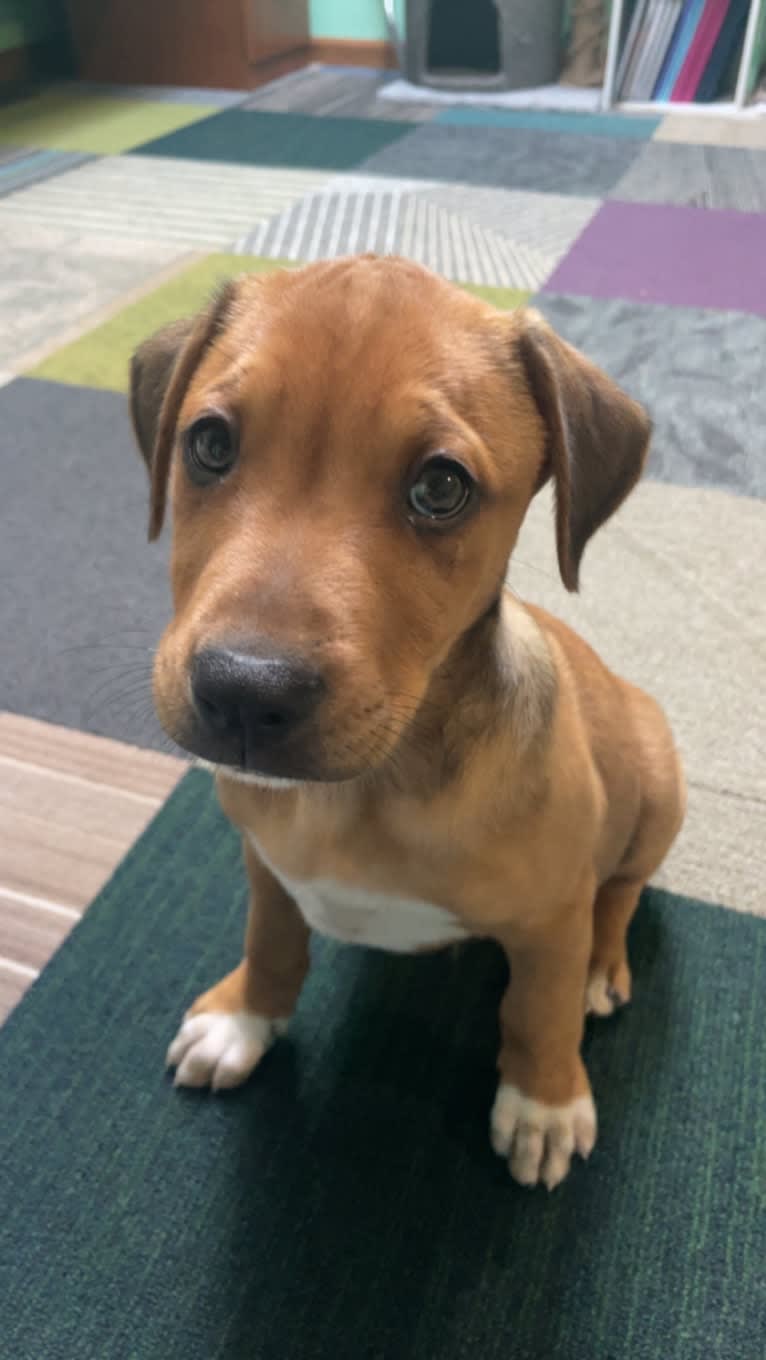 Winston, an Australian Cattle Dog and Border Collie mix tested with EmbarkVet.com