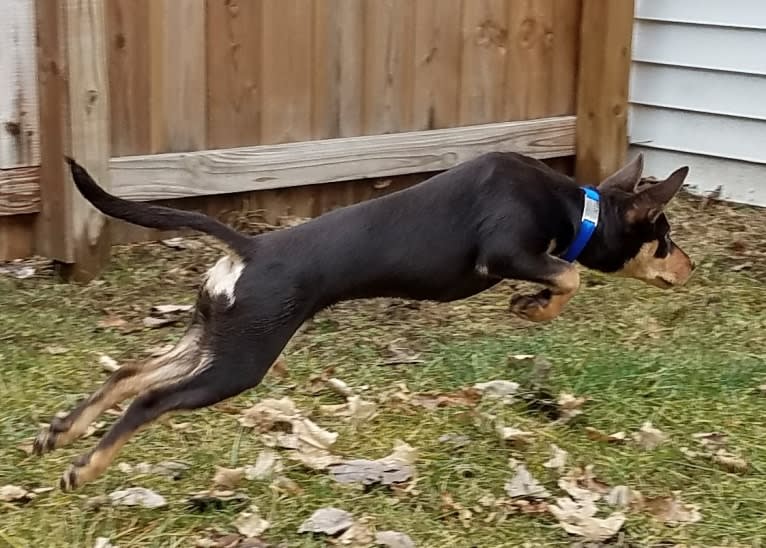 Mercy, an Australian Kelpie tested with EmbarkVet.com