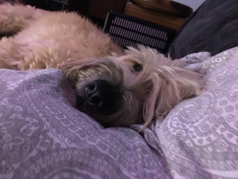 Desmond, a Soft Coated Wheaten Terrier tested with EmbarkVet.com