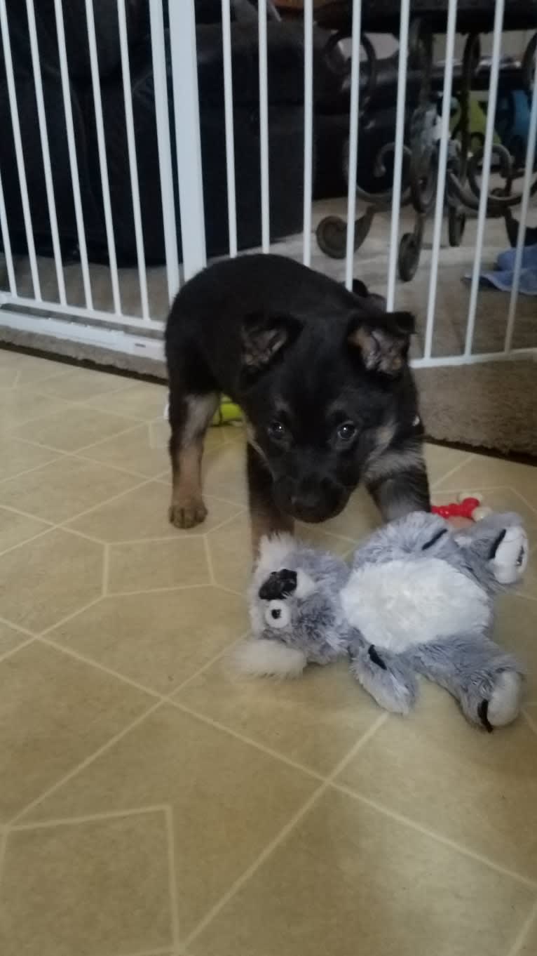 Petra, a German Shepherd Dog and Australian Cattle Dog mix tested with EmbarkVet.com