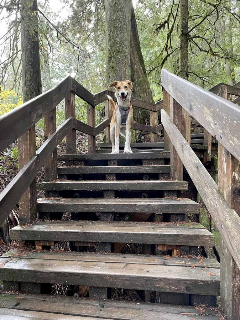 Bear, a Great Pyrenees and Australian Cattle Dog mix tested with EmbarkVet.com