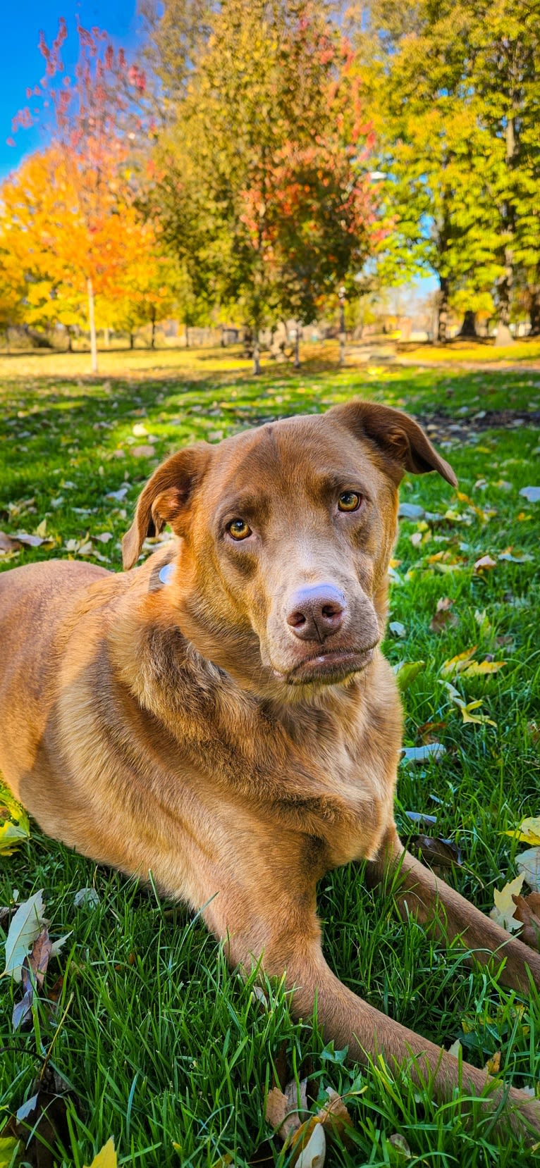 Frankie, an Australian Cattle Dog and Labrador Retriever mix tested with EmbarkVet.com