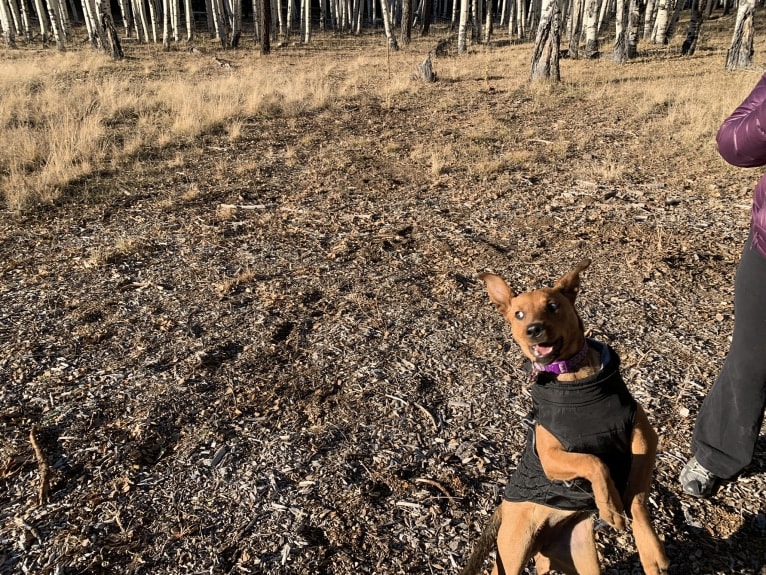 Sasha, an Australian Cattle Dog and German Shepherd Dog mix tested with EmbarkVet.com