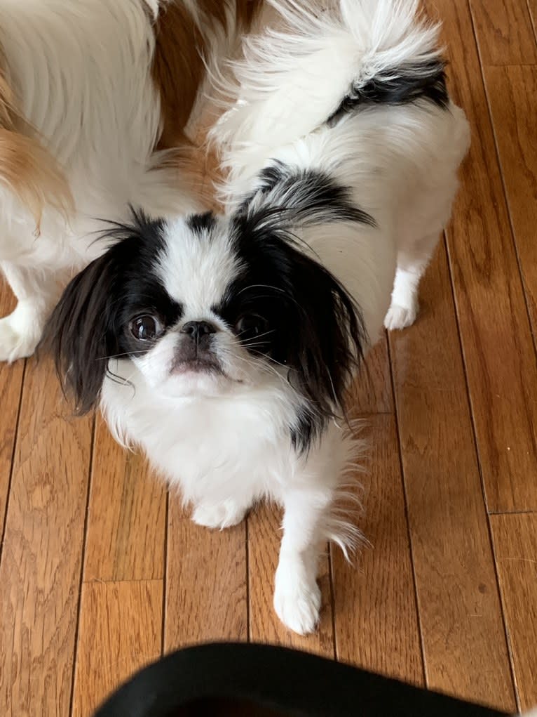 Sophie, a Japanese Chin tested with EmbarkVet.com