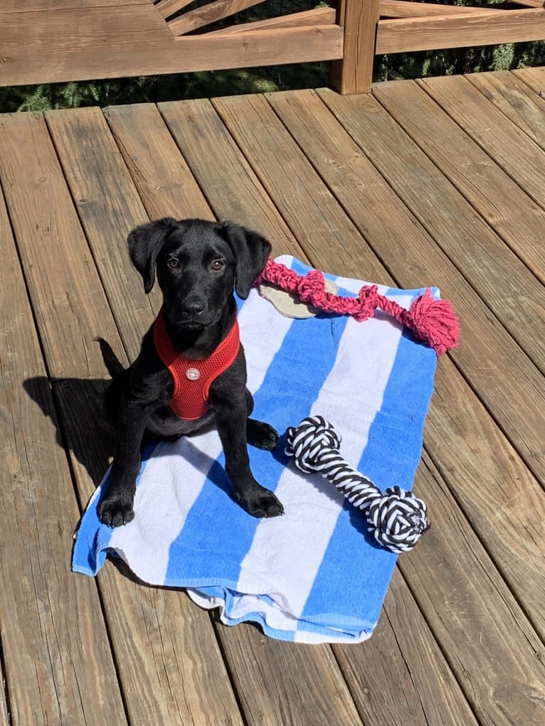 Cindy Lou, a Labrador Retriever and Border Collie mix tested with EmbarkVet.com