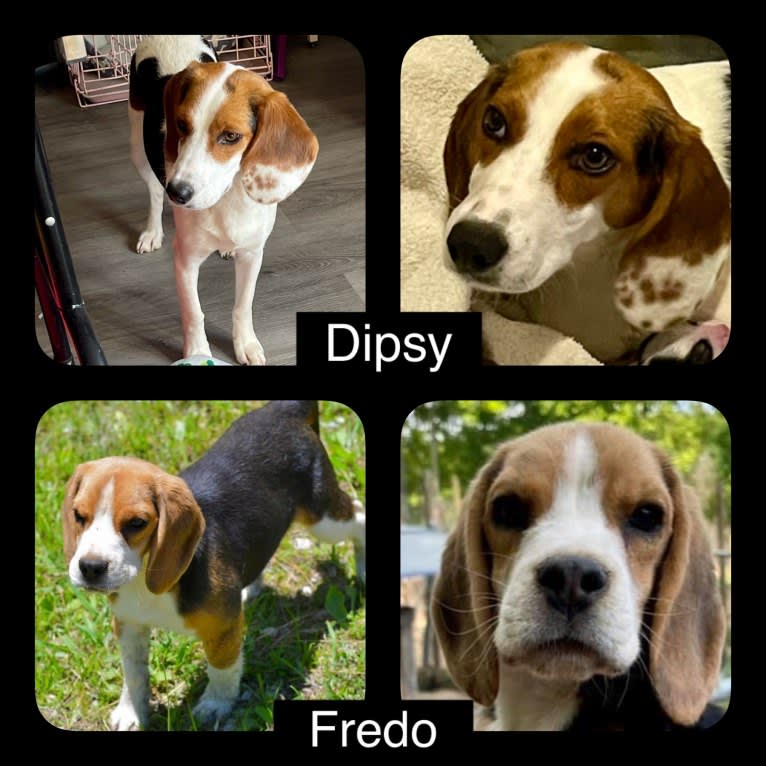 Fredo, a Beagle tested with EmbarkVet.com