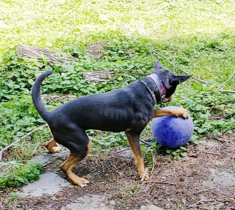 Mae AKA Drama Llama, an Australian Cattle Dog and American Pit Bull Terrier mix tested with EmbarkVet.com