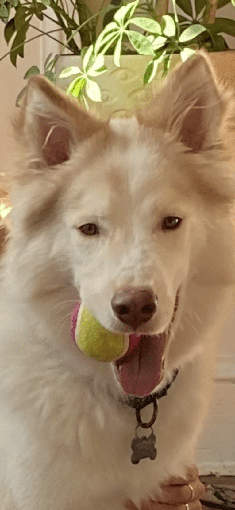 Odie, a Siberian Husky and Australian Cattle Dog mix tested with EmbarkVet.com