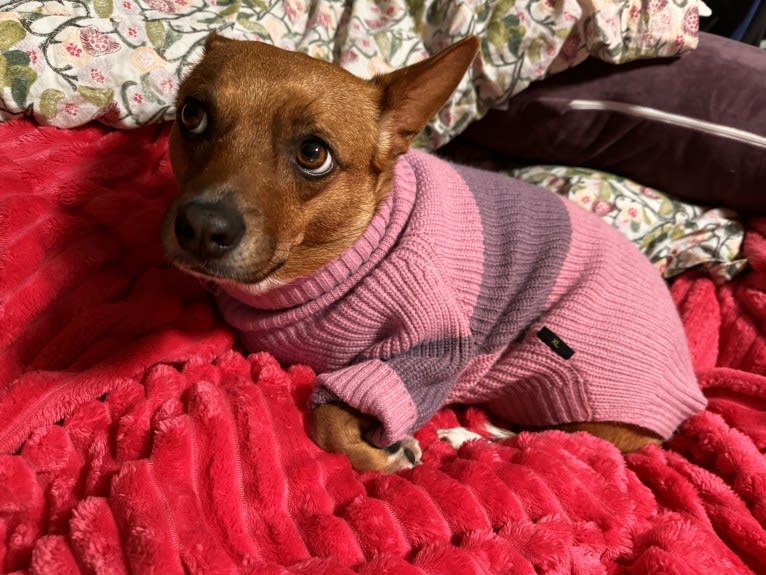 Scarlet, an Australian Cattle Dog and Chihuahua mix tested with EmbarkVet.com